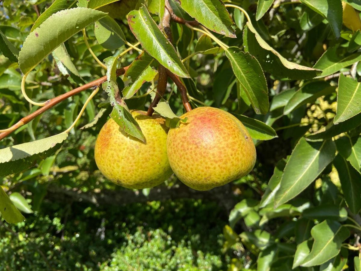 Gastenverblijf ‘t Landsheertje Veurne Buitenkant foto